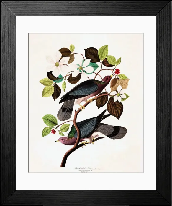 Framed Print : Band Tailed Pigeon, Columba Fasciata, 1845 Framed Print : Band Tailed Pigeon, Columba Fasciata, 1845