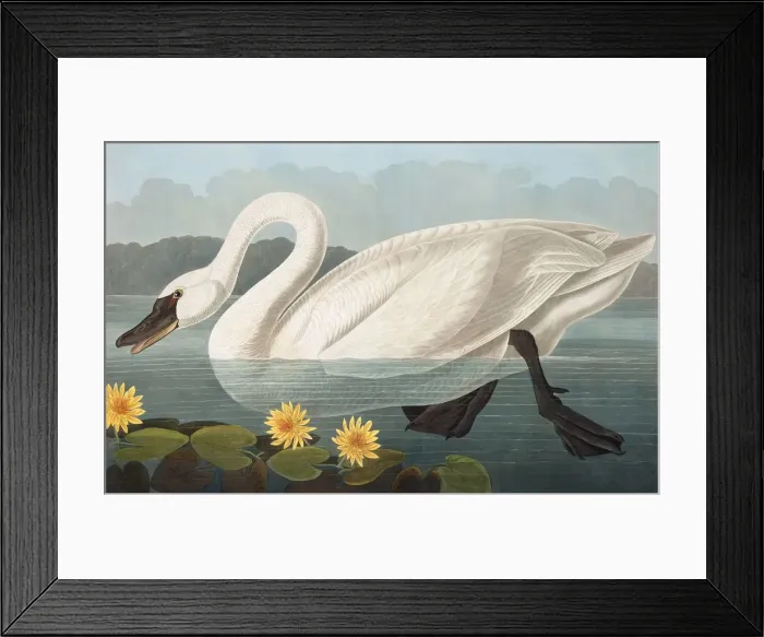 Framed Print : Common American Swan, Cygnus Americanus, 1845 Framed Print : Common American Swan, Cygnus Americanus, 1845