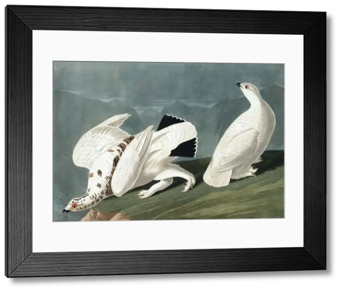 Framed Print : American Ptarmigan, Tetrao Mutus: White Tailed Grous, Tetrao Leucurus, 1845 Framed Print : American Ptarmigan, Tetrao Mutus: White Tailed Grous, Tetrao Leucurus, 1845