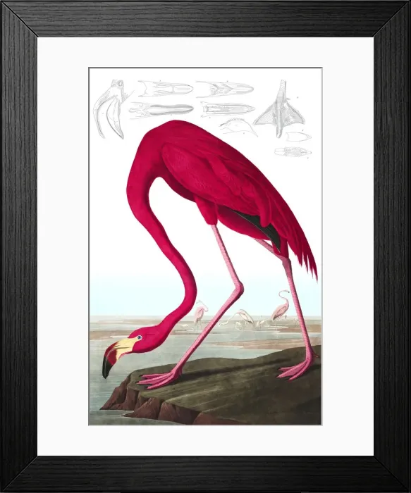Framed Print : American Flamingo, Phoenicopterus Ruber, 1845 Framed Print : American Flamingo, Phoenicopterus Ruber, 1845