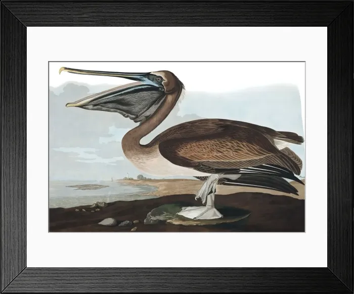 Framed Print : Brown Pelican, Pelecanus Fuscus, 1845 Framed Print : Brown Pelican, Pelecanus Fuscus, 1845