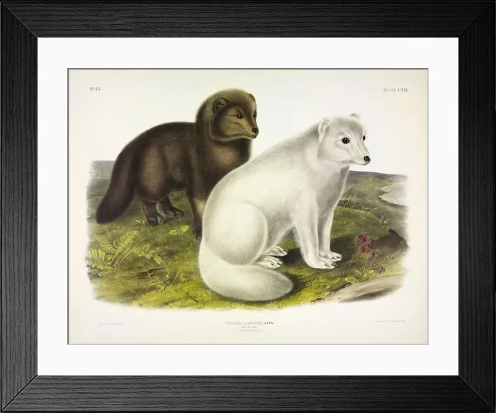Framed Print : Arctic Fox, Vulpes Lagopus, 1845 (colour lithograph) Framed Print : Arctic Fox, Vulpes Lagopus, 1845 (colour lithograph)