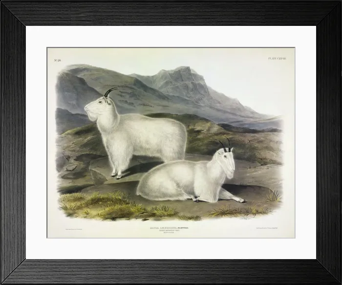 Framed Print : Rocky Mountain Goat, Capra Americana, 1845 Framed Print : Rocky Mountain Goat, Capra Americana, 1845