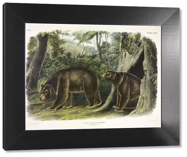 Ursus Americanus, Cinnamon Bear, 1845