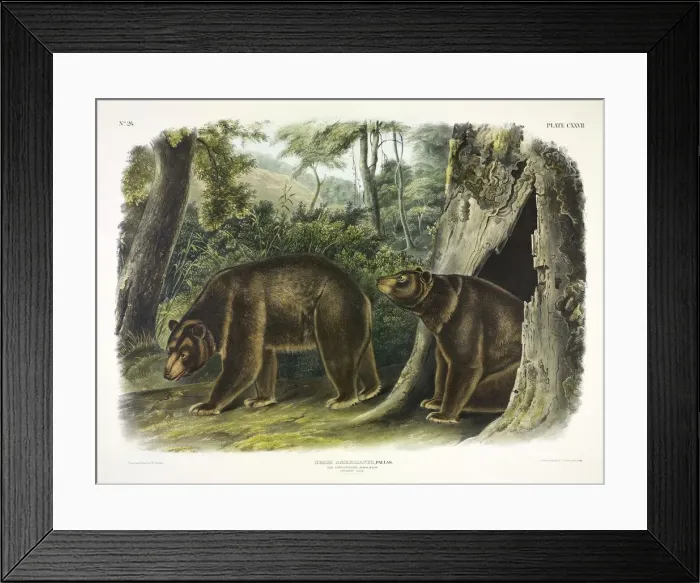 Framed Print : Ursus Americanus, Cinnamon Bear, 1845 Framed Print : Ursus Americanus, Cinnamon Bear, 1845