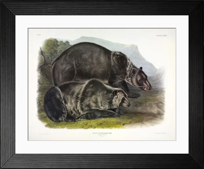 Framed Print : Grizzly Bear, Ursus Freox, 1845 Framed Print : Grizzly Bear, Ursus Freox, 1845