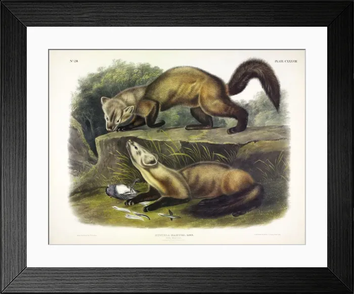 Framed Print : Pine Marten, Mustela Martes, 1845 Framed Print : Pine Marten, Mustela Martes, 1845