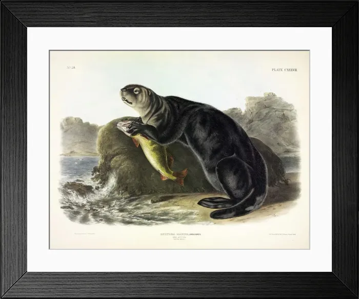 Framed Print : Sea Otter, Enhydra Marina, 1845 Framed Print : Sea Otter, Enhydra Marina, 1845