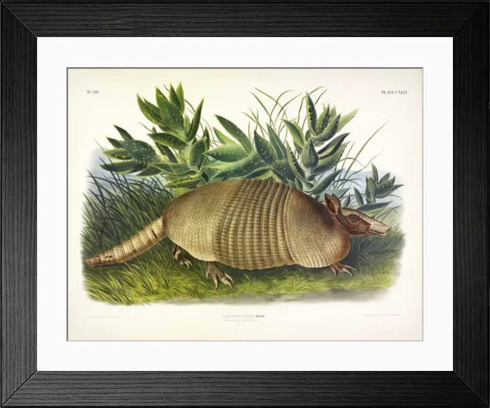 Framed Print : Nine-Banded Armadillo, Dasypus Peba, 1845 Framed Print : Nine-Banded Armadillo, Dasypus Peba, 1845