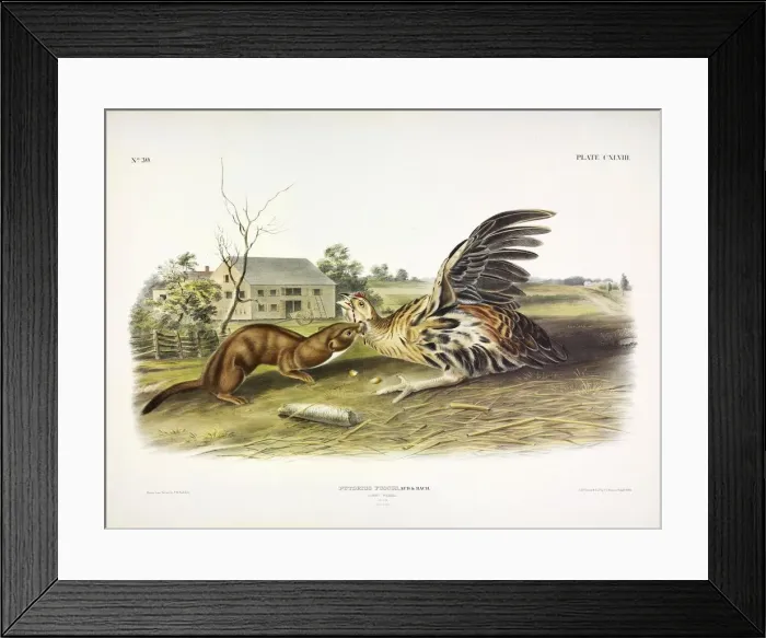Framed Print : Tawny Weasel, Putorius Fuscus, 1845 Framed Print : Tawny Weasel, Putorius Fuscus, 1845