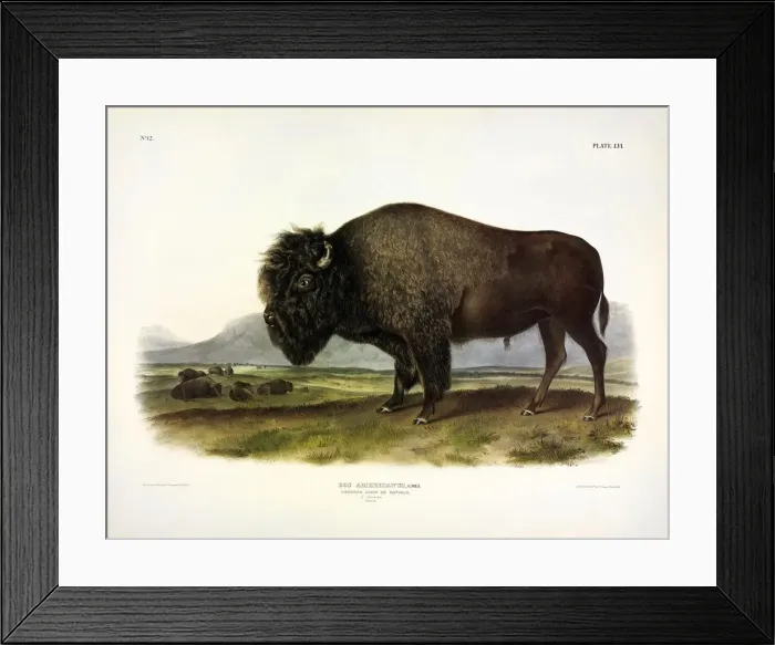 Framed Print : American Bison, Bos Americanus, 1845 Framed Print : American Bison, Bos Americanus, 1845
