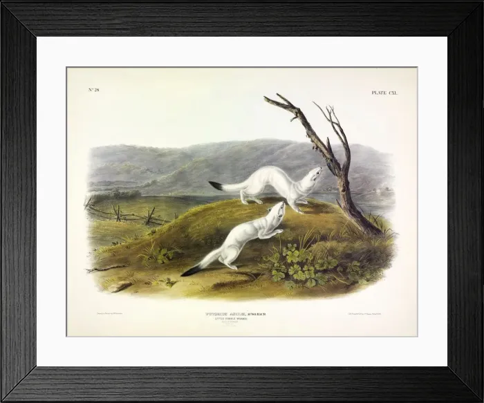 Framed Print : Litle Nimble Weasel, Putorius Agilis, 1845 Framed Print : Litle Nimble Weasel, Putorius Agilis, 1845
