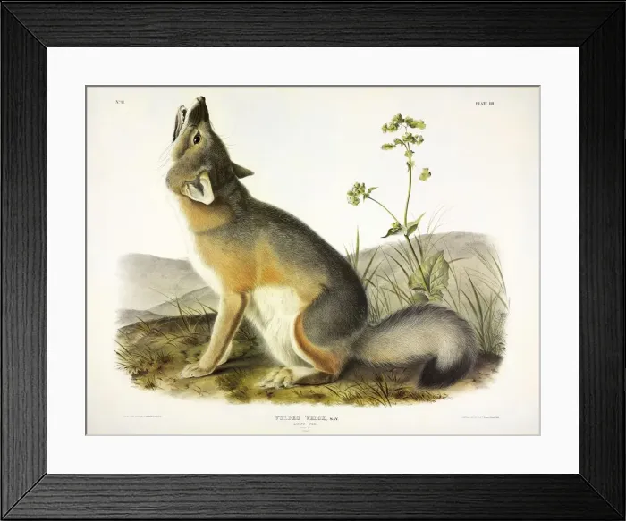 Framed Print : Swift Fox, Vulpes Velox, 1845 Framed Print : Swift Fox, Vulpes Velox, 1845