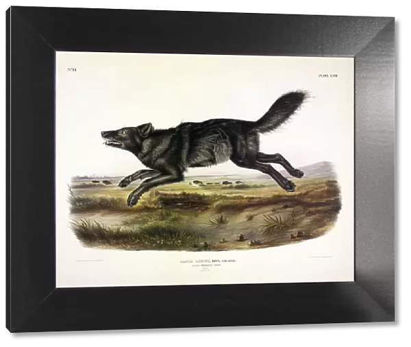 Black American Wolf, Canis Lupus, 1845