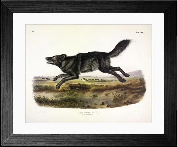Framed Print : Black American Wolf, Canis Lupus, 1845 Framed Print : Black American Wolf, Canis Lupus, 1845