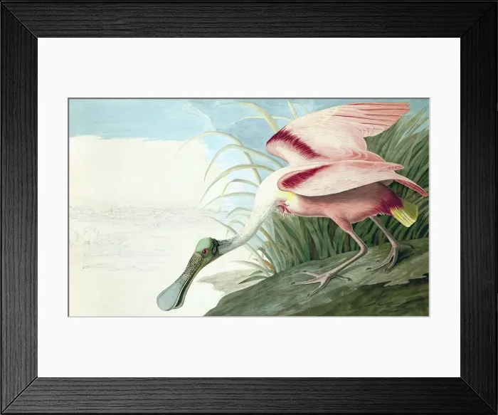 Framed Print : Roseate Spoonbill, Platalea Ajaja, 1845 Framed Print : Roseate Spoonbill, Platalea Ajaja, 1845