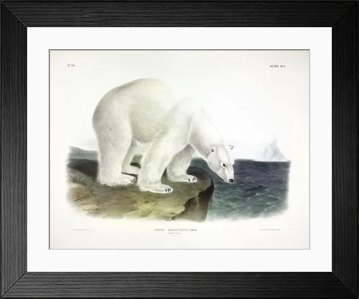 Framed Print : Polar Bear, Urusus Maritimus, 1845 Framed Print : Polar Bear, Urusus Maritimus, 1845