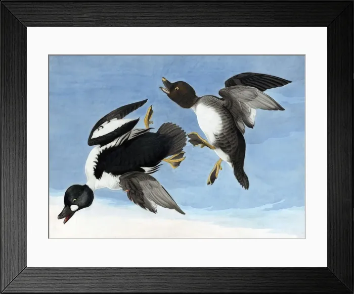Framed Print : Common Goldeneye, 1845 Framed Print : Common Goldeneye, 1845