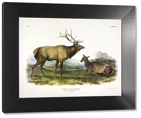 American Elk, Cervus Canadensis, 1845
