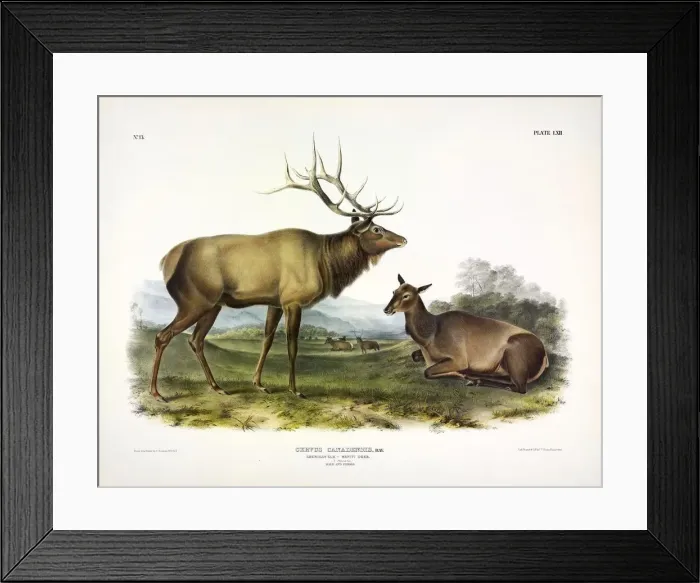 Framed Print : American Elk, Cervus Canadensis, 1845 Framed Print : American Elk, Cervus Canadensis, 1845