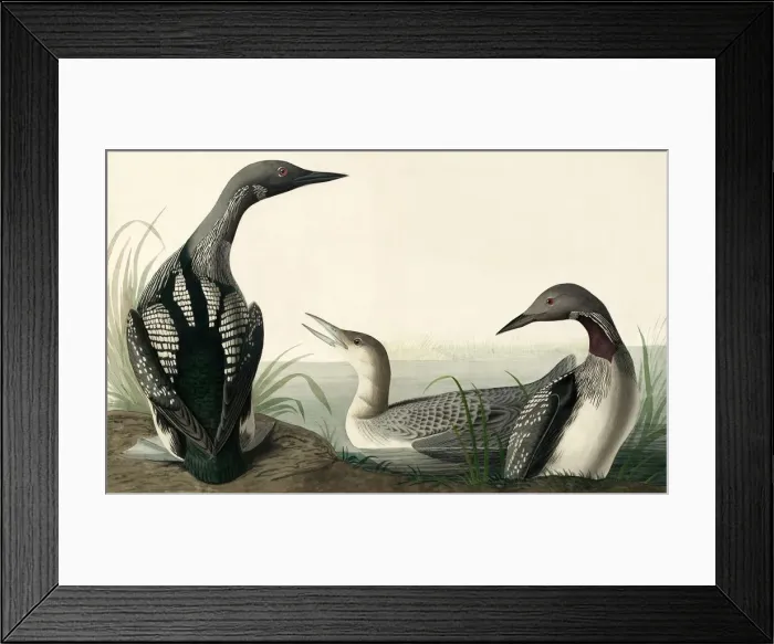 Framed Print : Black-throated Diver, Colymbus Arcticus, 1845 Framed Print : Black-throated Diver, Colymbus Arcticus, 1845