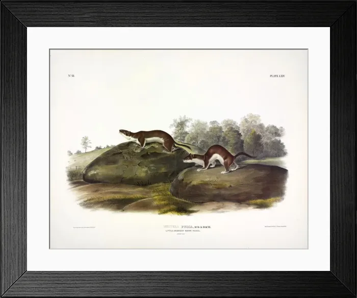 Framed Print : Little American Brown Weasel, Mustela Fusca, 1845 Framed Print : Little American Brown Weasel, Mustela Fusca, 1845