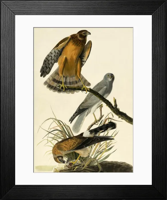 Framed Print : Hen Harrier, Circus Cyaneus, 1845 Framed Print : Hen Harrier, Circus Cyaneus, 1845