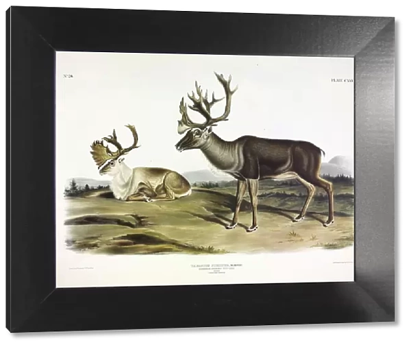 Caribou, Tarandus Furcifer, 1845