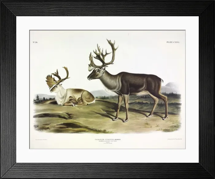 Framed Print : Caribou, Tarandus Furcifer, 1845 Framed Print : Caribou, Tarandus Furcifer, 1845