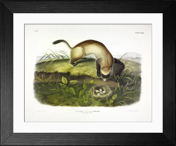 Framed Print : Black Footed Ferret, Putorius Nigripes, 1845 Framed Print : Black Footed Ferret, Putorius Nigripes, 1845