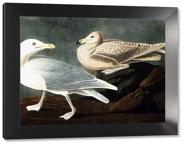 Burgomaster Gull, Larus Glaucus, 1845
