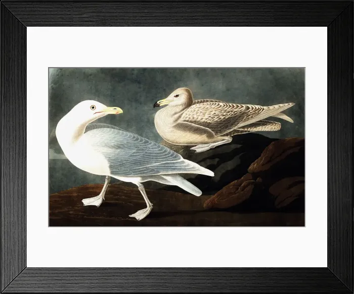 Framed Print : Burgomaster Gull, Larus Glaucus, 1845 Framed Print : Burgomaster Gull, Larus Glaucus, 1845