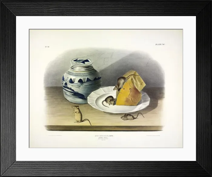 Framed Print : Common Mouse - Male, Female and Young, 1845 Framed Print : Common Mouse - Male, Female and Young, 1845