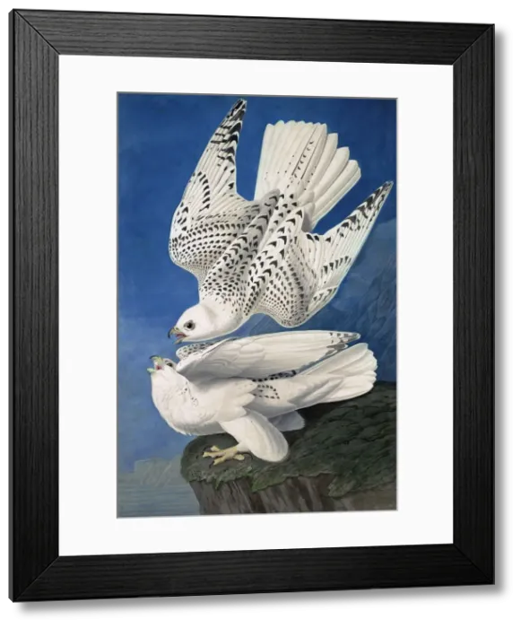 Framed Print : Jer or Iceland Falcon, Falco Islandicus, 1845 Framed Print : Jer or Iceland Falcon, Falco Islandicus, 1845