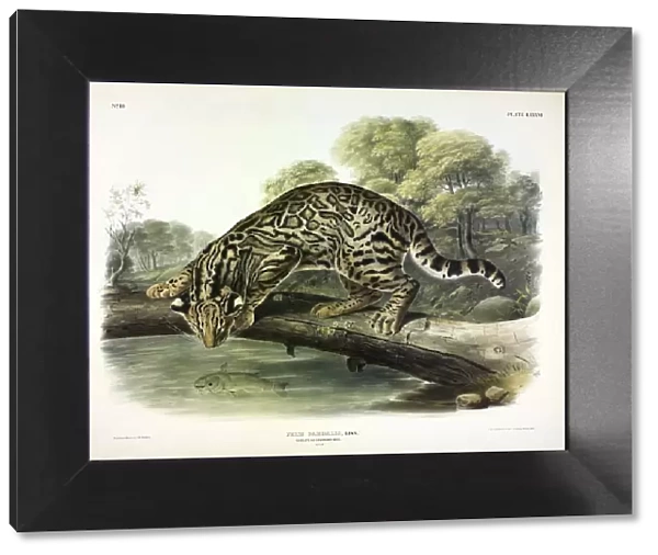 Ocelot, Felis Pardalis, 1845