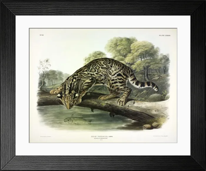 Framed Print : Ocelot, Felis Pardalis, 1845 Framed Print : Ocelot, Felis Pardalis, 1845