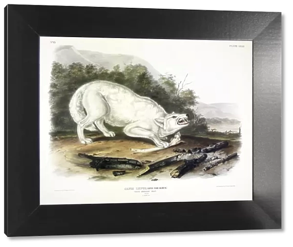 White American Wolf, Canis Lupus, , 1845