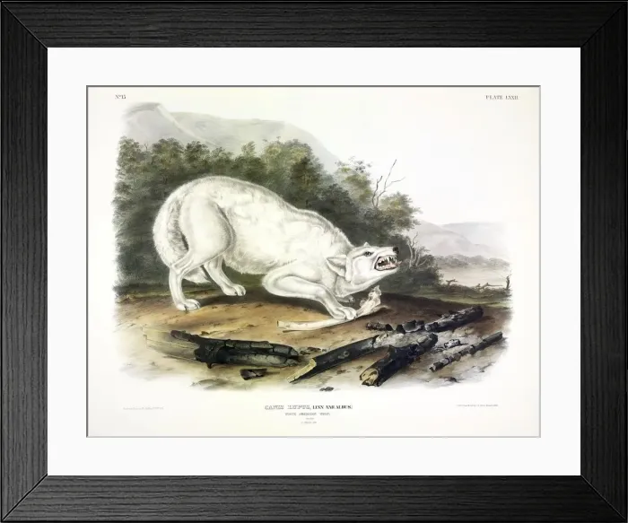 Framed Print : White American Wolf, Canis Lupus, , 1845 Framed Print : White American Wolf, Canis Lupus, , 1845
