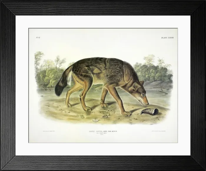 Framed Print : Red Texan Wolf, Canis Lupus, 1845 Framed Print : Red Texan Wolf, Canis Lupus, 1845