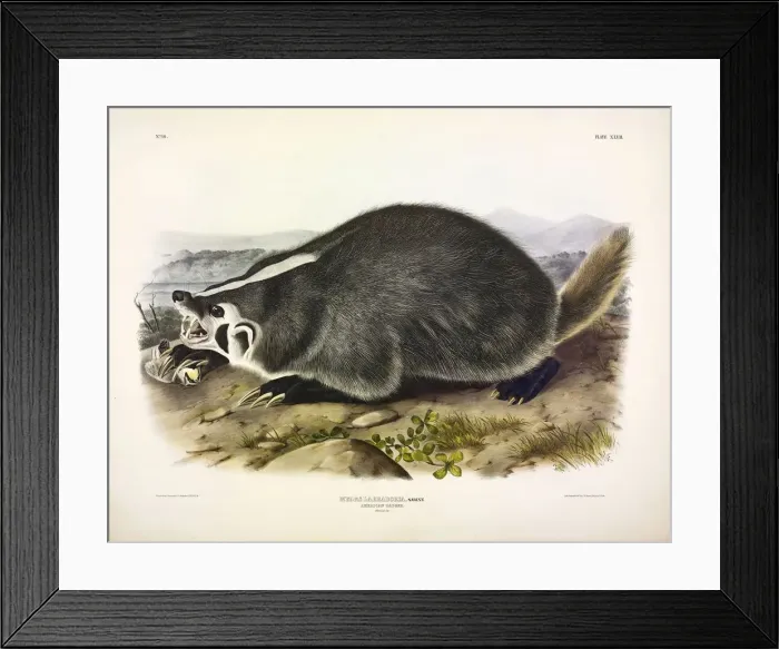Framed Print : American Badger, Meles Labradoria, 1845 Framed Print : American Badger, Meles Labradoria, 1845