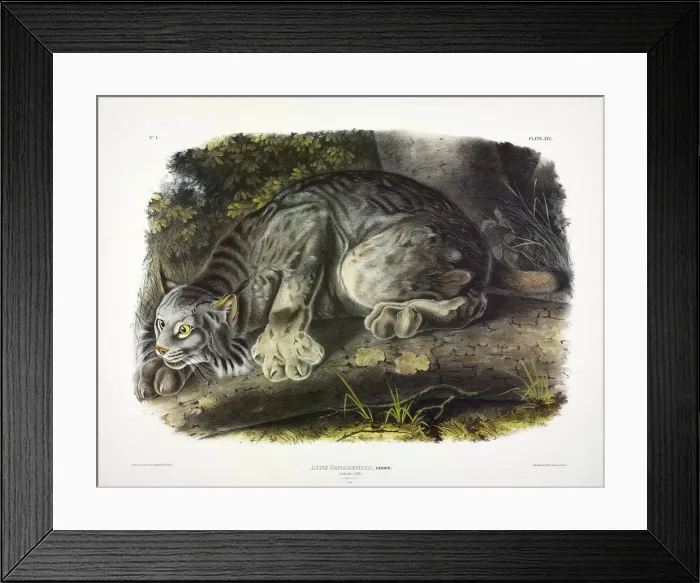 Framed Print : Canada Lynx, Lynx Canadensis, 1845 Framed Print : Canada Lynx, Lynx Canadensis, 1845