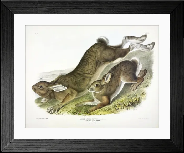 Framed Print : Northern Hare, Lepus Americanus, 1845 Framed Print : Northern Hare, Lepus Americanus, 1845