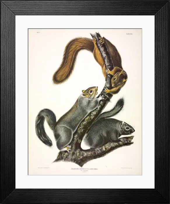 Framed Print : Cat Squirrel, Sciurus Cinereus, 1845 Framed Print : Cat Squirrel, Sciurus Cinereus, 1845