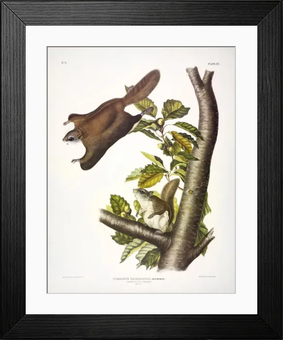 Framed Print : Oregon Flying Squirrel, Pteromys Origonensis, 1845 Framed Print : Oregon Flying Squirrel, Pteromys Origonensis, 1845