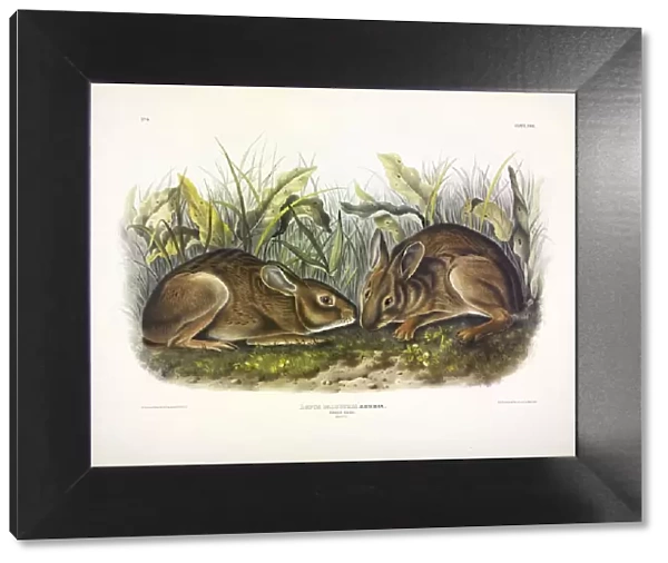 Marsh Hare, Lepus Palustris, 1845