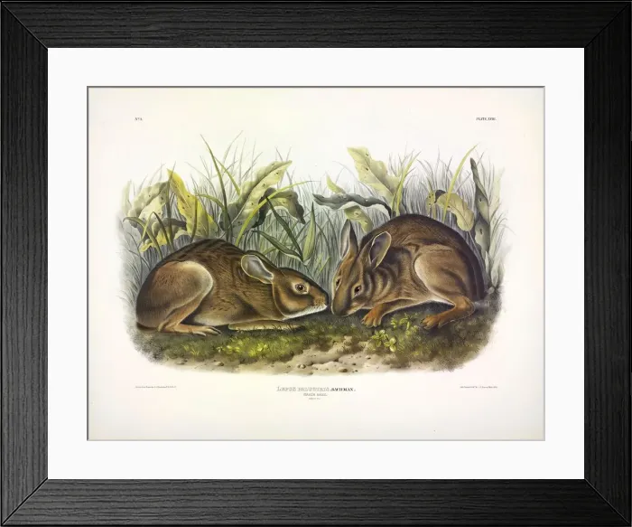 Framed Print : Marsh Hare, Lepus Palustris, 1845 Framed Print : Marsh Hare, Lepus Palustris, 1845
