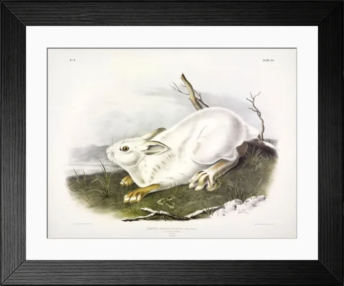 Framed Print : Northern Hare, Lepus Americanus, 1845 Framed Print : Northern Hare, Lepus Americanus, 1845