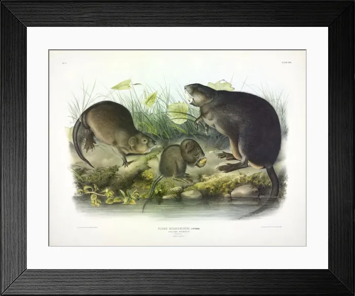 Framed Print : Musquash, Fiber Zibethicus, 1845 Framed Print : Musquash, Fiber Zibethicus, 1845