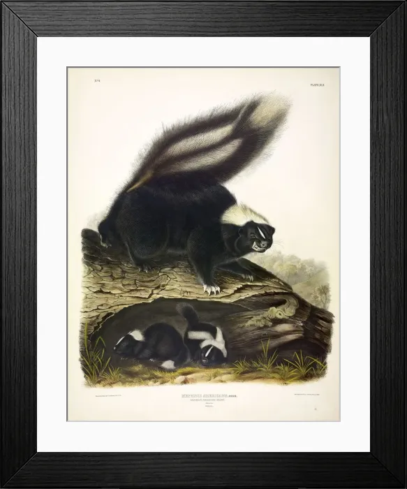 Framed Print : Common American Skunk, Mephitis Americana, 1845 Framed Print : Common American Skunk, Mephitis Americana, 1845