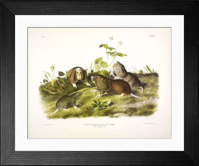 Framed Print : Canada Pouched Rat, Pseudostoma Bursarius, 1845 Framed Print : Canada Pouched Rat, Pseudostoma Bursarius, 1845